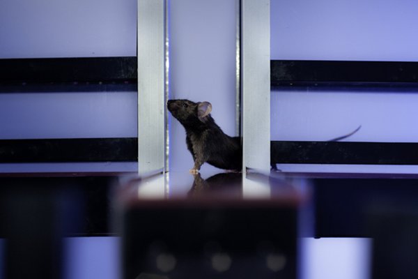 souris recherche académique fondamentale pathologie mécanisme