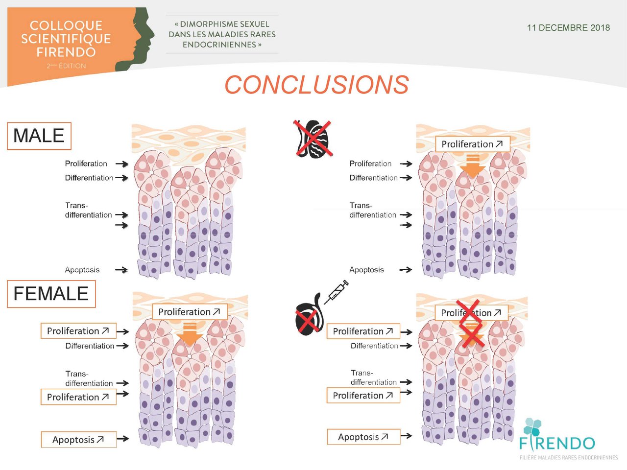 Visuel pour Anaëlle Grabek "Dimorphisme sexuel du renouvellement cellulaire de la corticosurrénale "