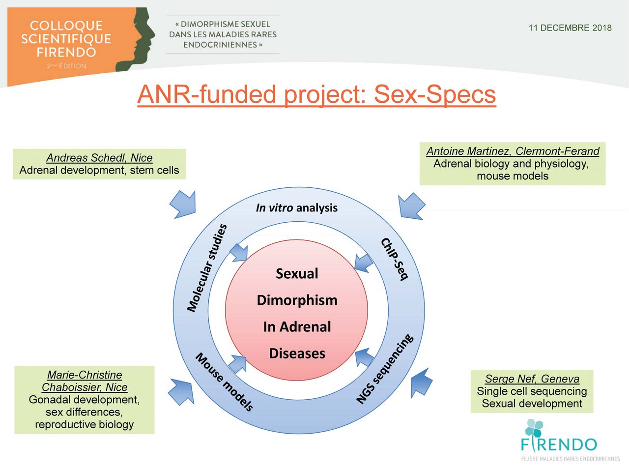 Visuel pour Andreas Schedl & Marie-Christine Chaboissier "Projet Sex-Specs (Sex-Specific Stem Cell Activity and its Impact on Adrenal Diseases)"